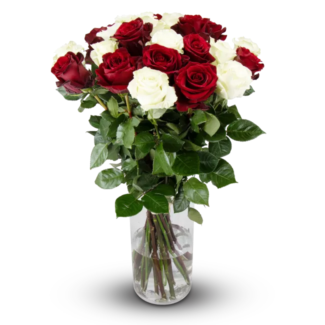 Flowers of ecuadorian roses